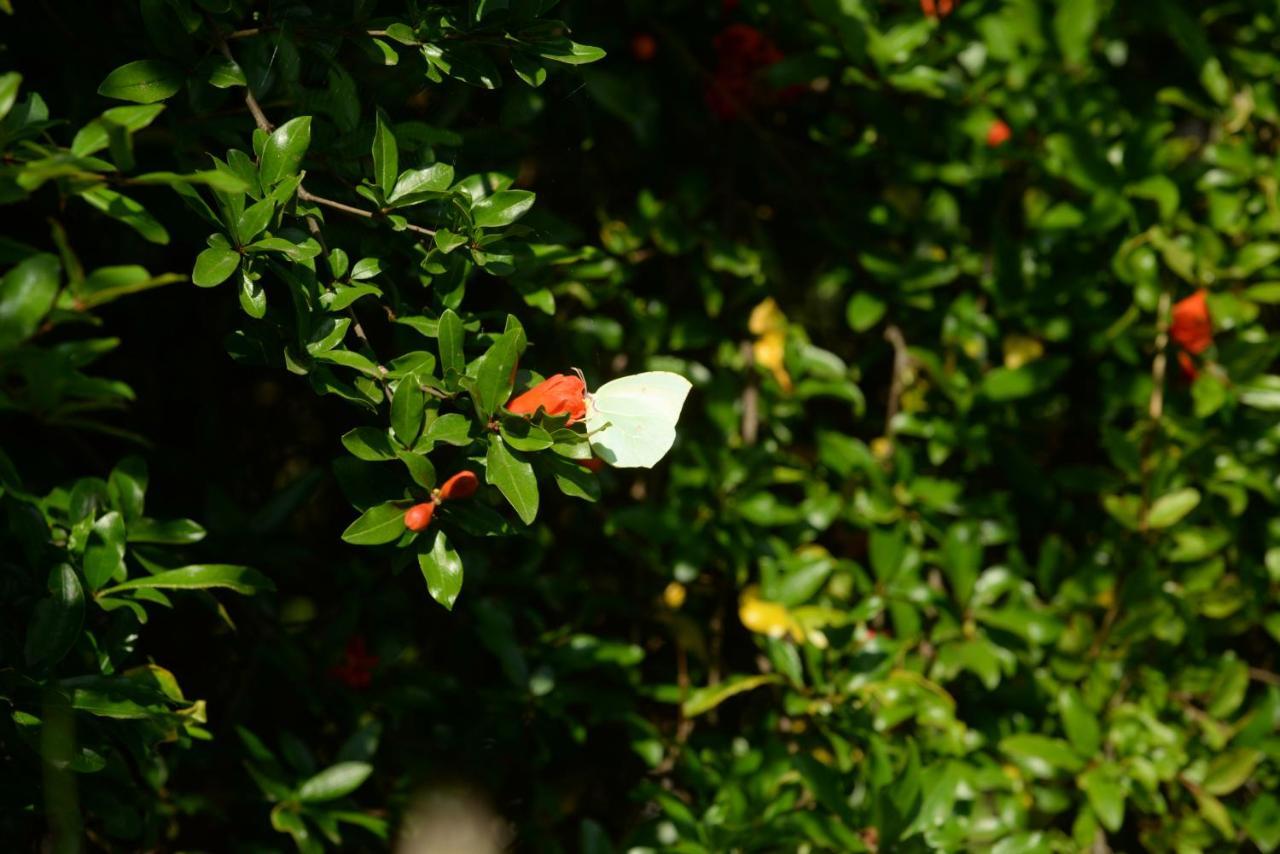 Villa Melanthi Kassiopi Corfu Eksteriør bilde